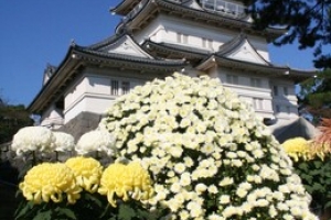 小田原城菊花展(11月上旬)