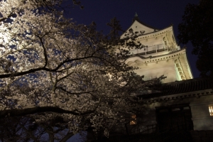 城址公園の桜