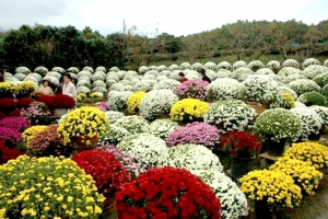ざる菊園(鈴木さん宅)　