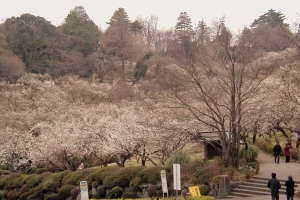 辻村植物公園の梅(2月)