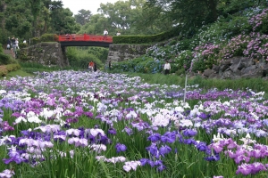 小田原城あじさい花菖蒲まつり(6上旬～7月初旬)