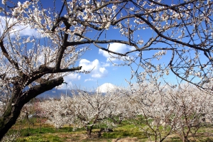 梅の開花情報