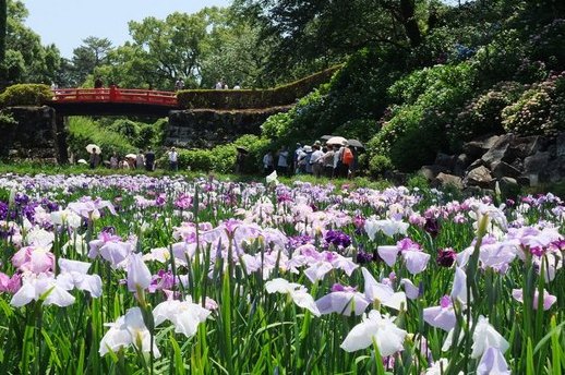 城址公園の花菖蒲