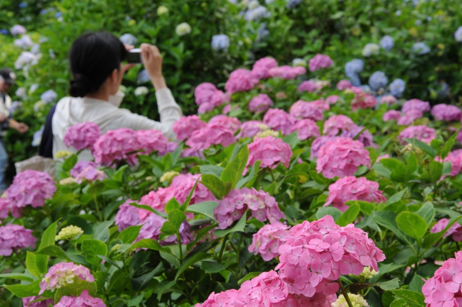 城址公園のアジサイ