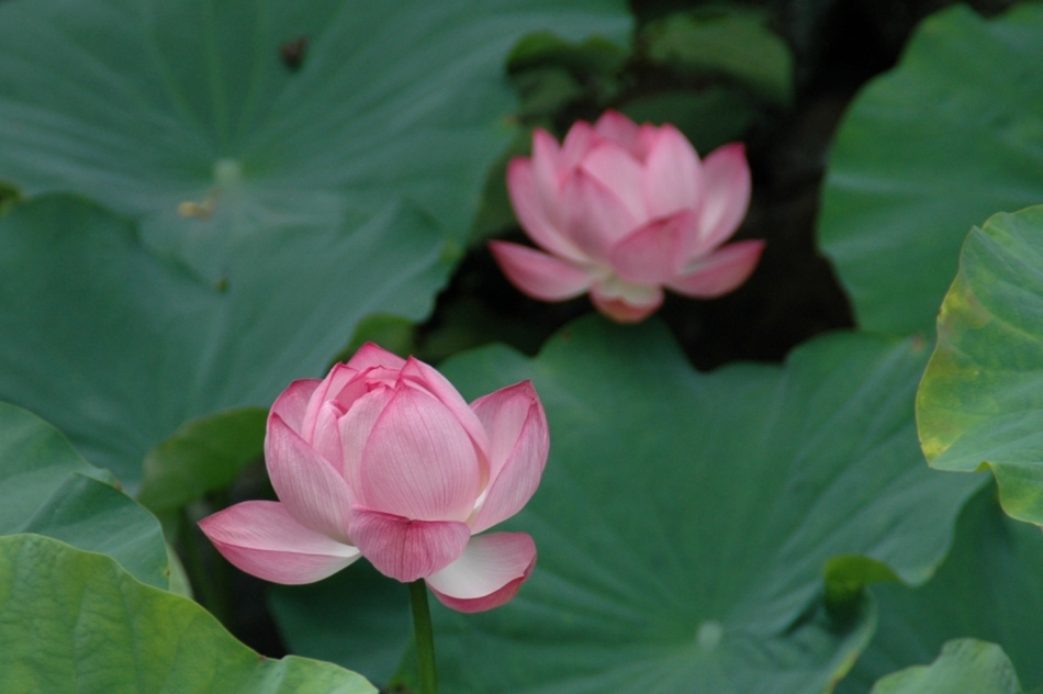 城址公園のハス