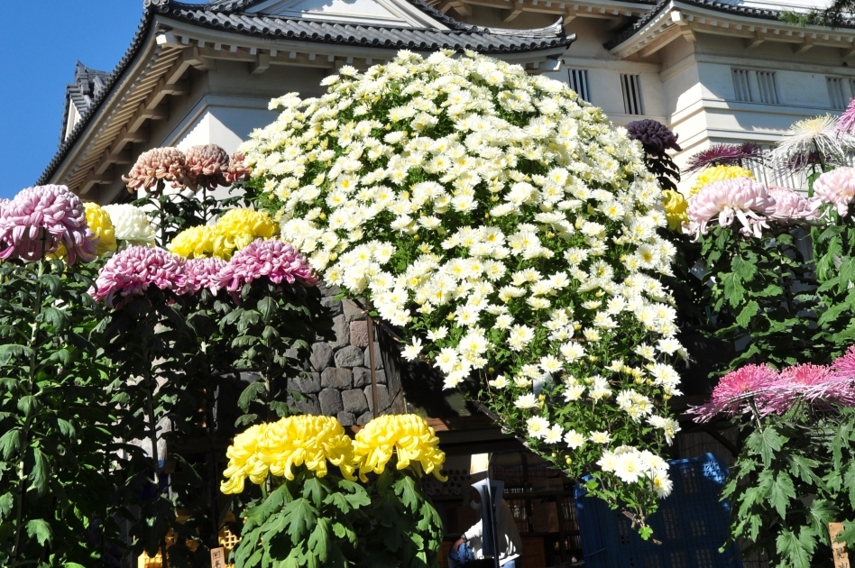 城址公園の菊(菊花展)