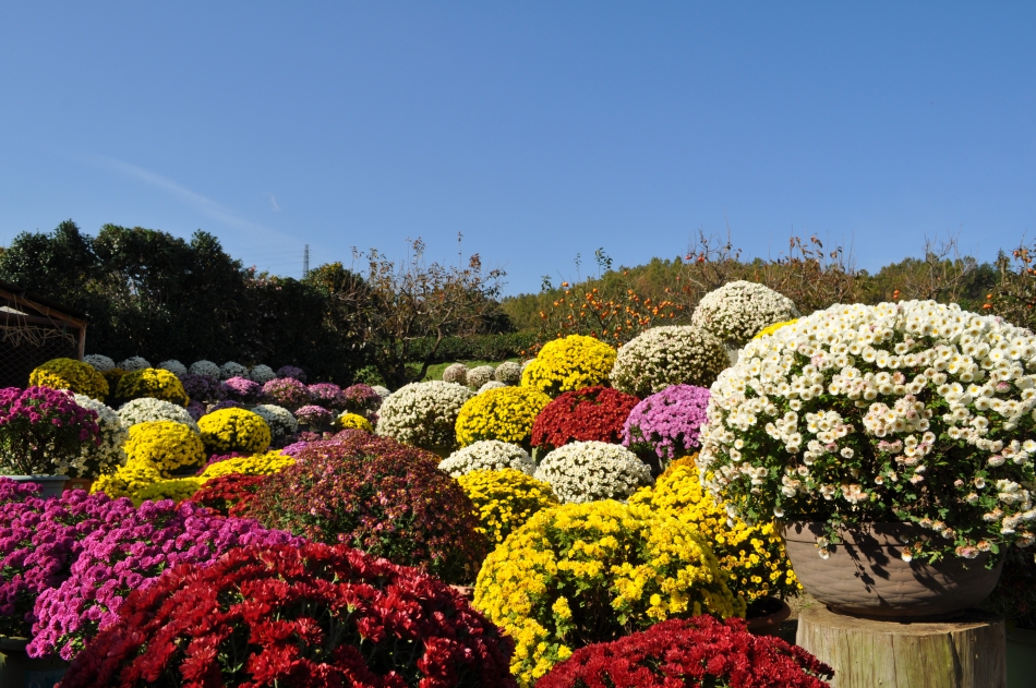 ざる菊園(鈴木さん宅)