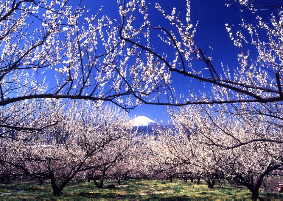 Soga Bairin Plum Orchard