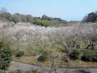 Jardín Botánico de Tsujimura