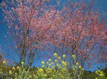 Nebukawa’s Okame cherry trees