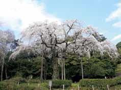 쵸코잔 수양벚나무