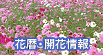 花暦・開花情報