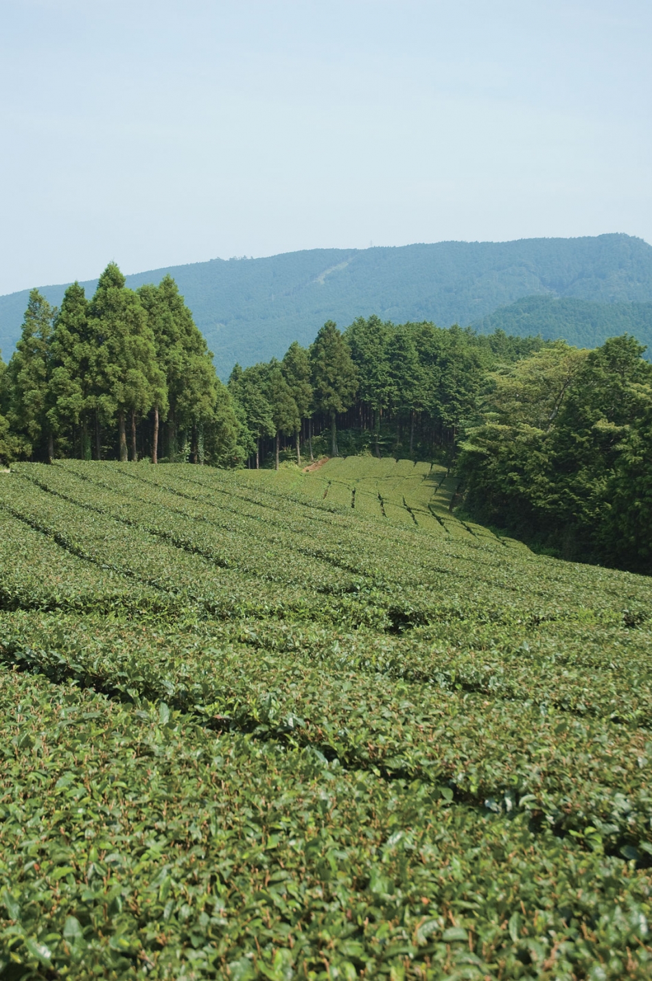 和留沢の茶畑
