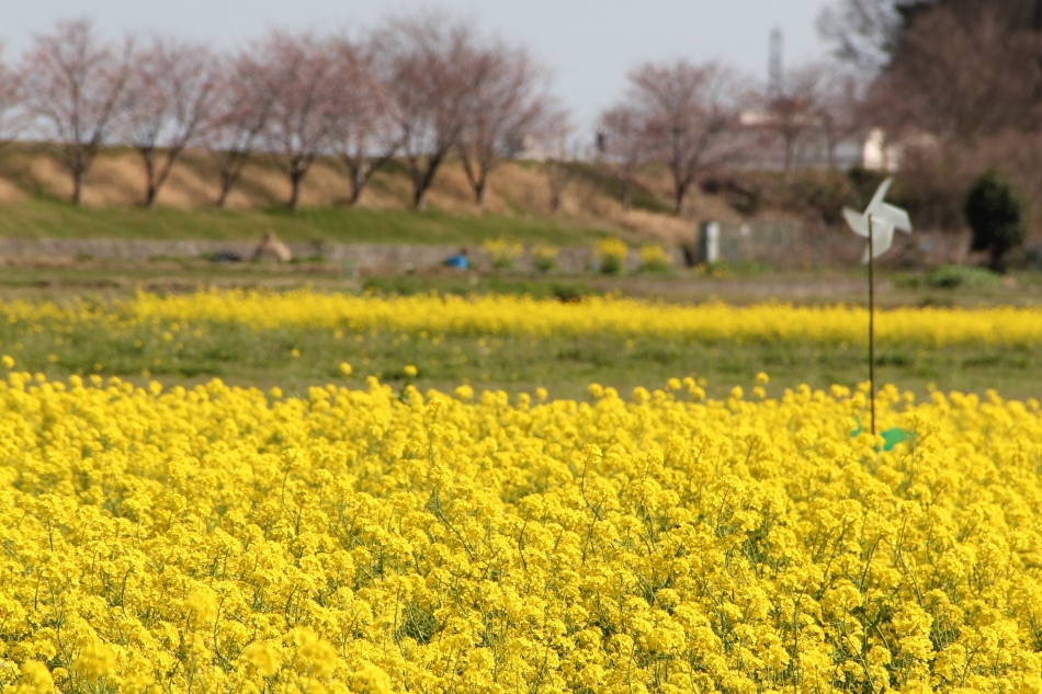 東栢山の菜の花