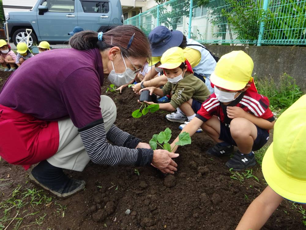 園児がスナップエンドウを植えるようす