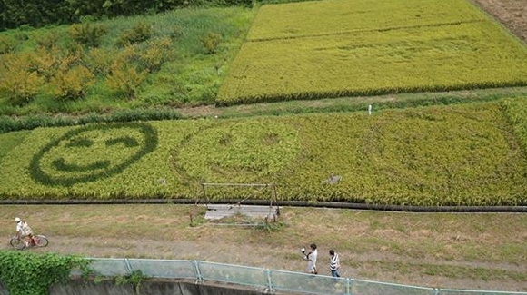 田んぼアート(笑顔マーク)
