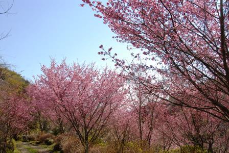 根府川のおかめ桜