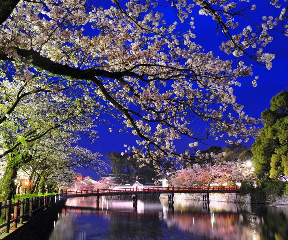 小田原城址公園お堀周辺の夜桜