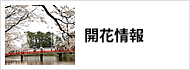 開花情報 開花情報