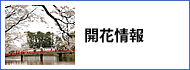 開花情報 開花情報