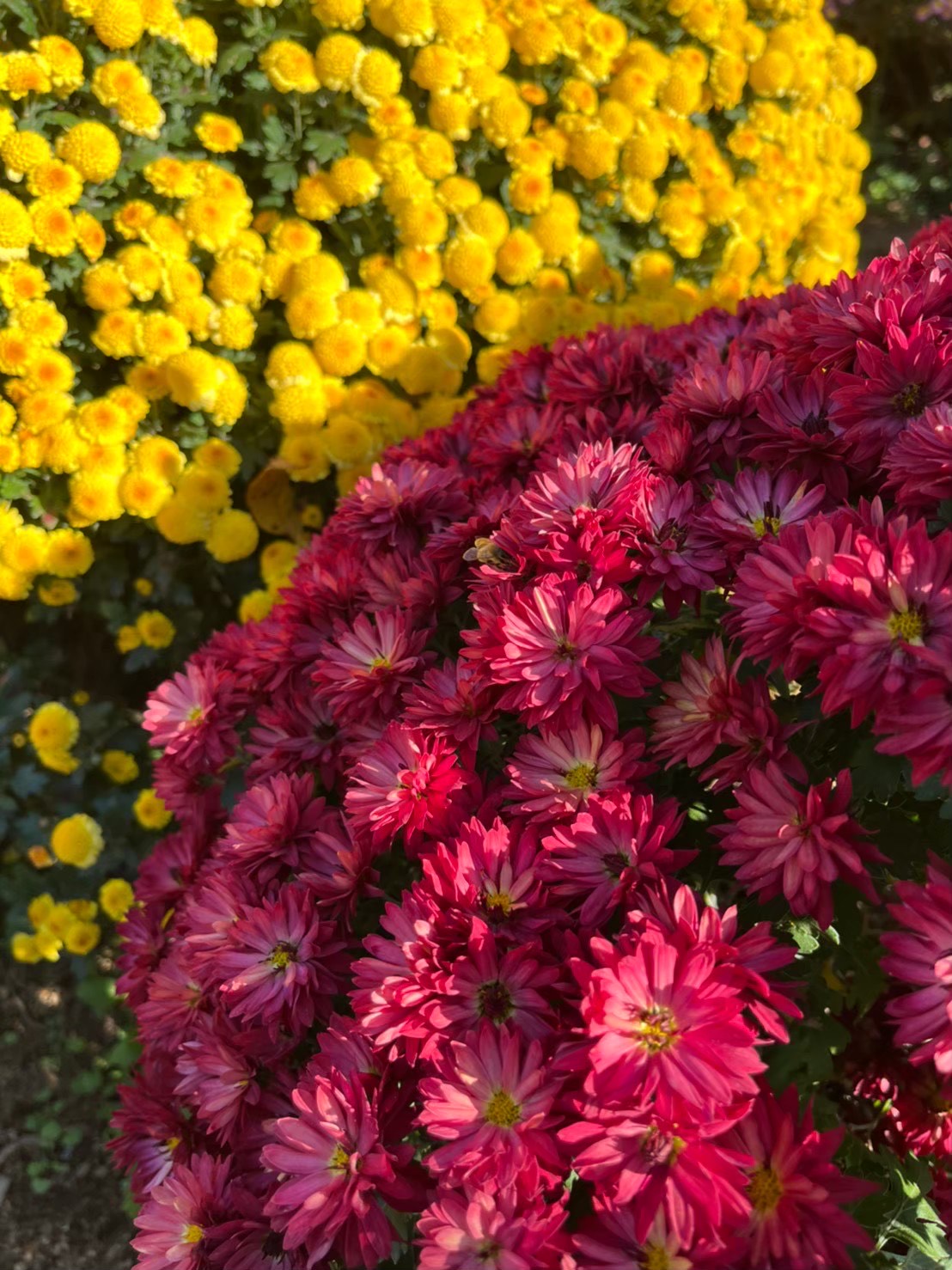 ざる菊園