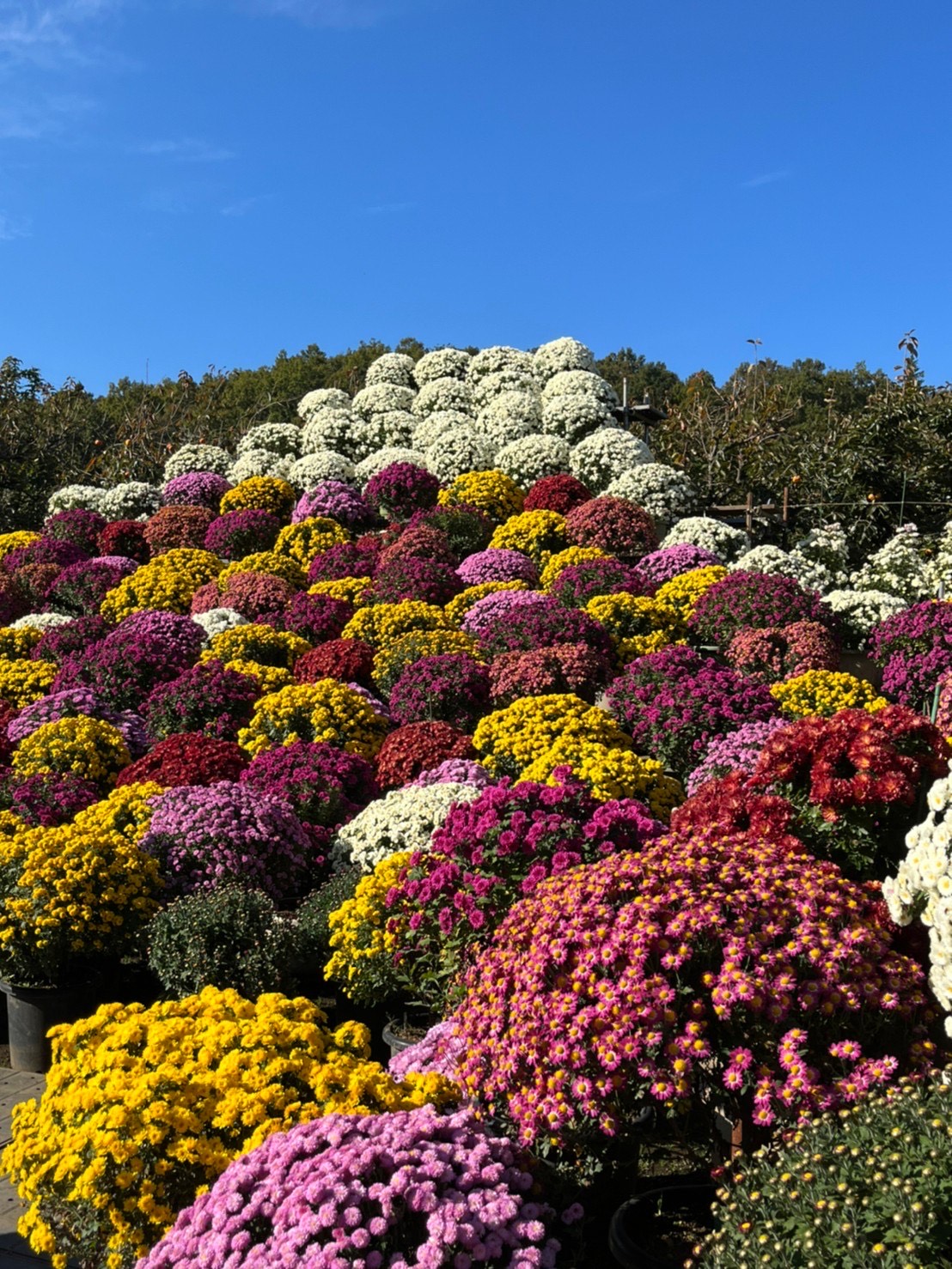 ざる菊園