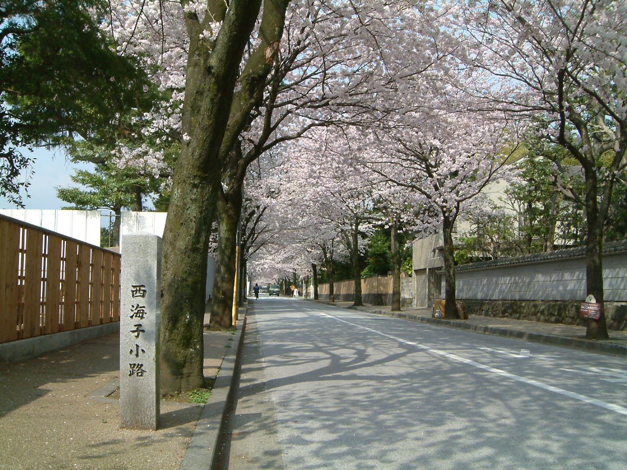 桜の花咲く西海子小路