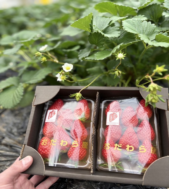 パックに入ったいちごの写真