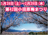 第42回小田原梅まつり