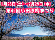 第42回小田原梅まつり