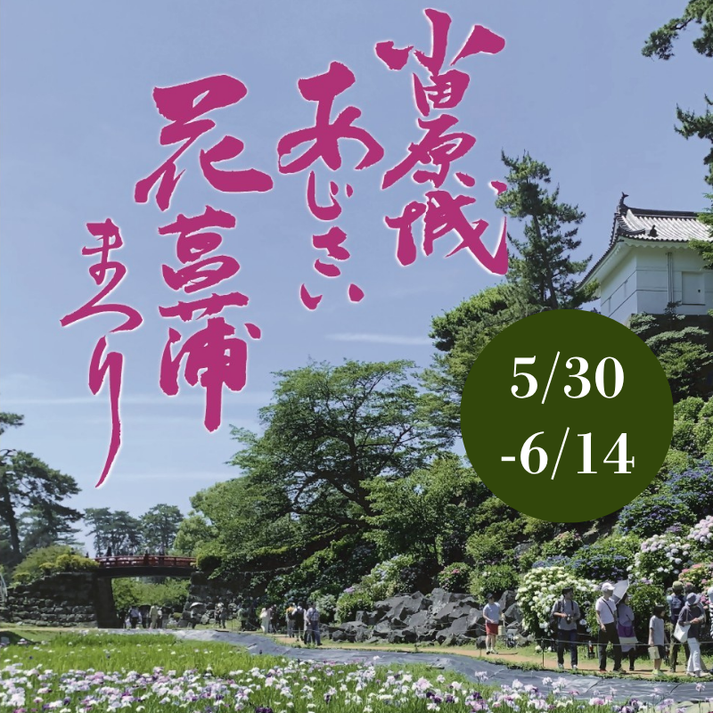 令和8年度小田原城あじさい花菖蒲まつり