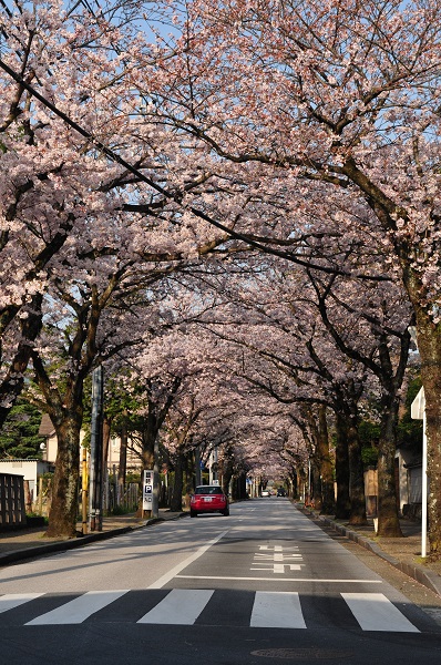 西海子通りの桜並木