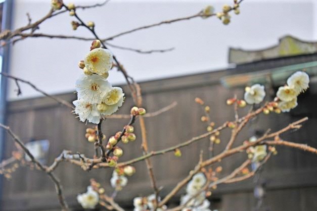 （写真１３）本館入り口の白梅