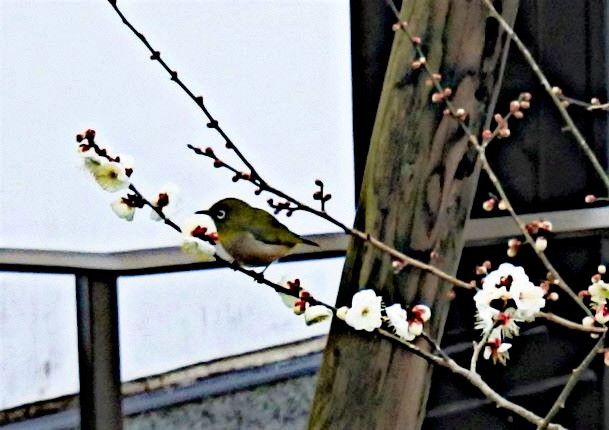 （写真９）本館入口の白梅とメジロ