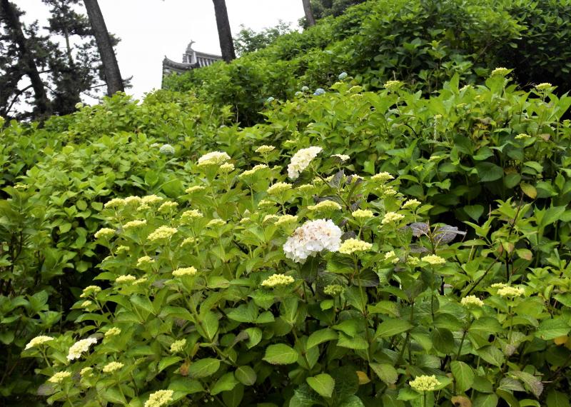 （写真２）城石垣斜面の紫陽花