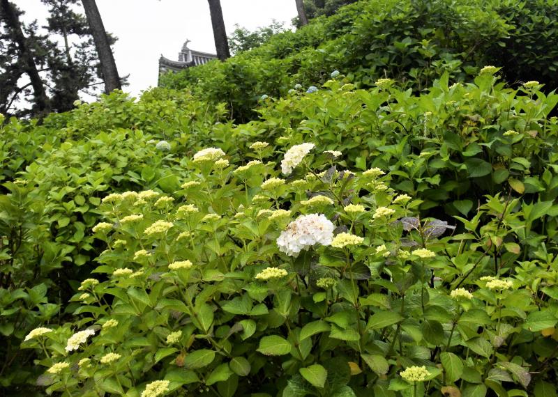 （写真２）城石垣斜面の紫陽花