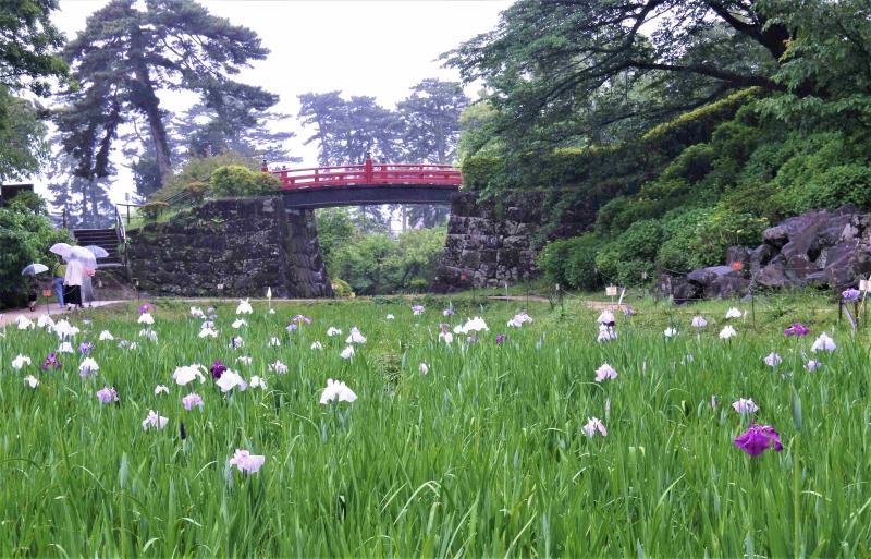 （写真４）本丸東堀・花菖蒲園