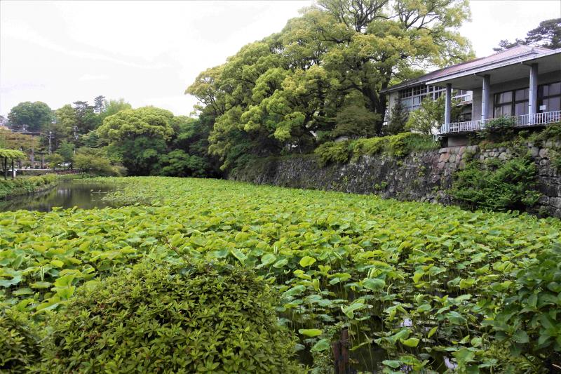 （写真５）小田原城南曲輪南堀の大賀ハス