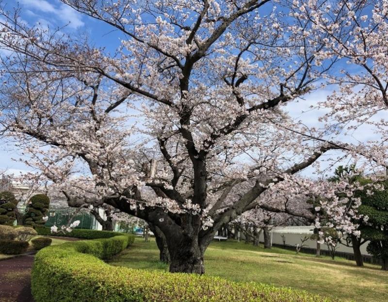 （写真３）小田原工場の桜の巨木