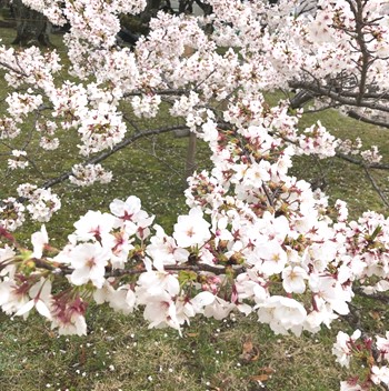 （写真４）満開の桜