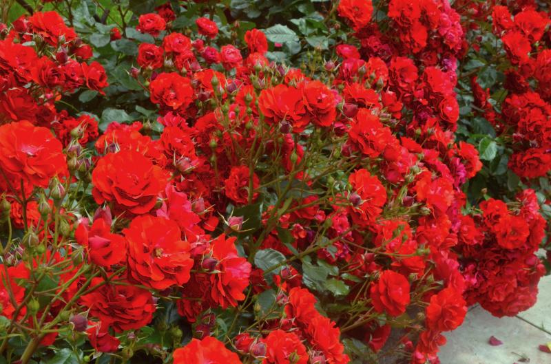 （写真２）真紅の薔薇