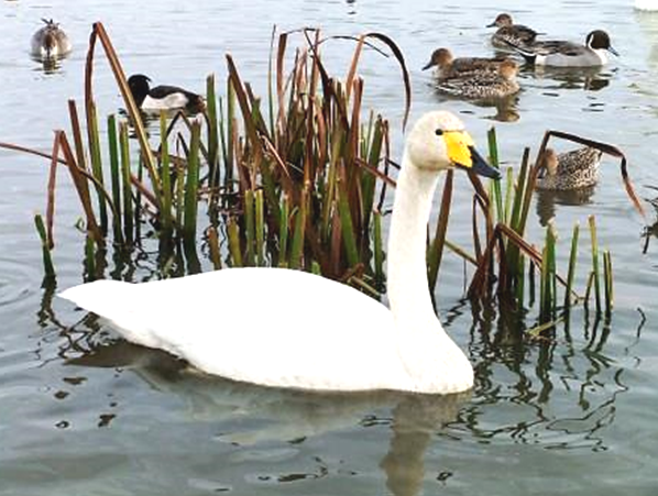 宮城県栗原市伊豆沼の白鳥