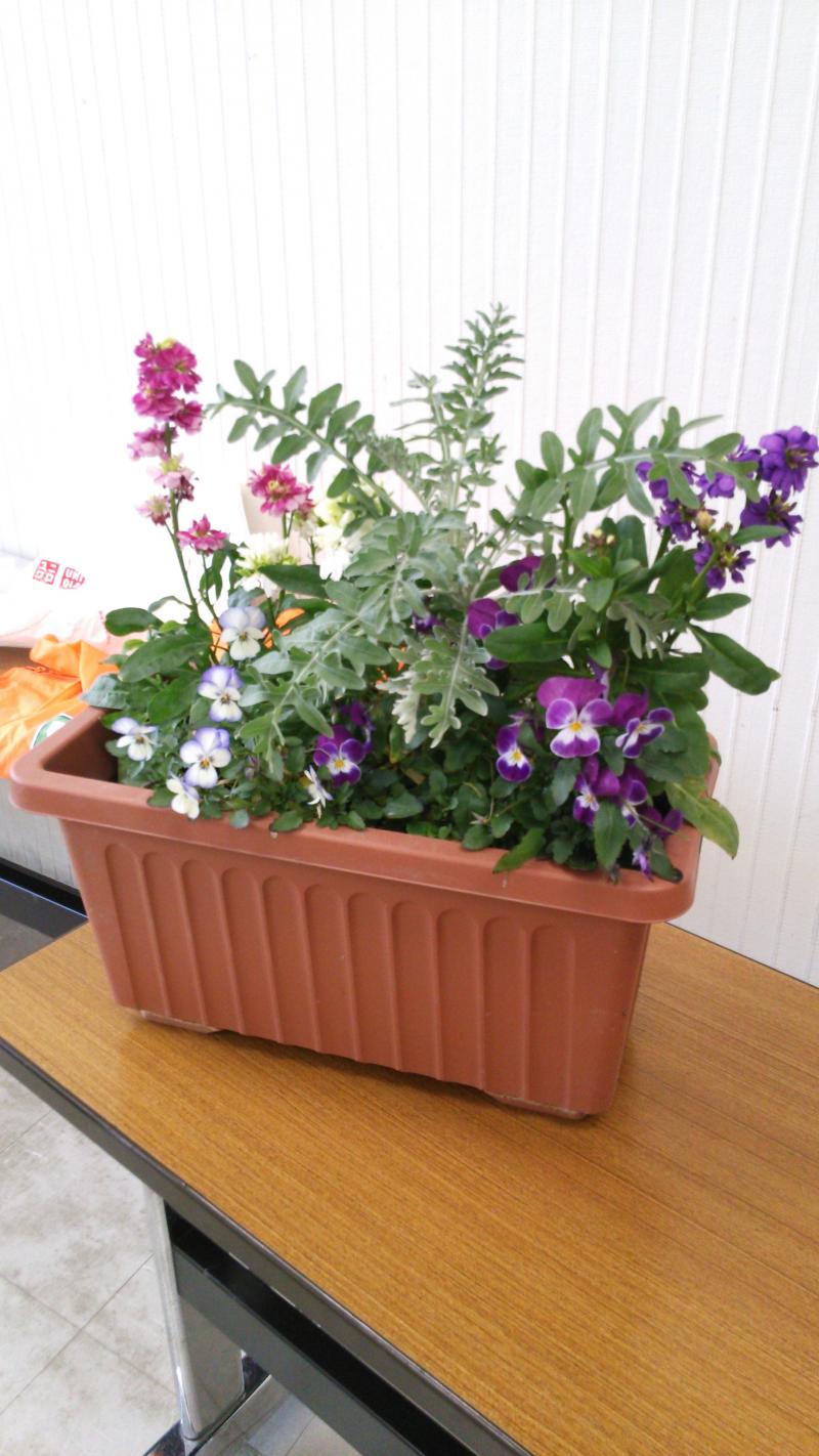生ごみ堆肥で育てた花