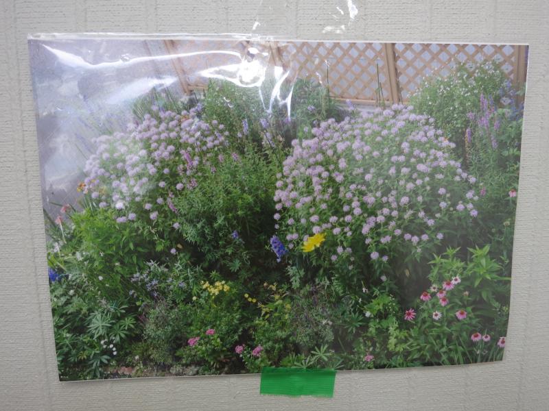 生（いき）ごみ堆肥で育てたお花の写真。とってもきれいだね！
