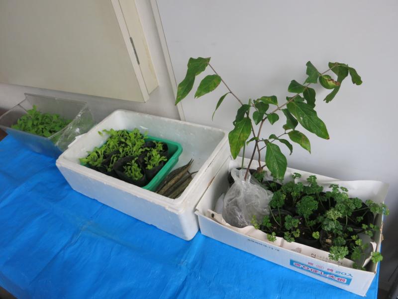 植物や野菜の苗がい～っぱい！みんなにプレゼント♪