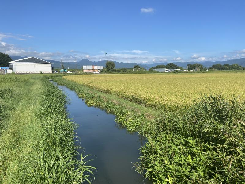 豊富な水量のある、鬼柳・桑原地区の水田環境
