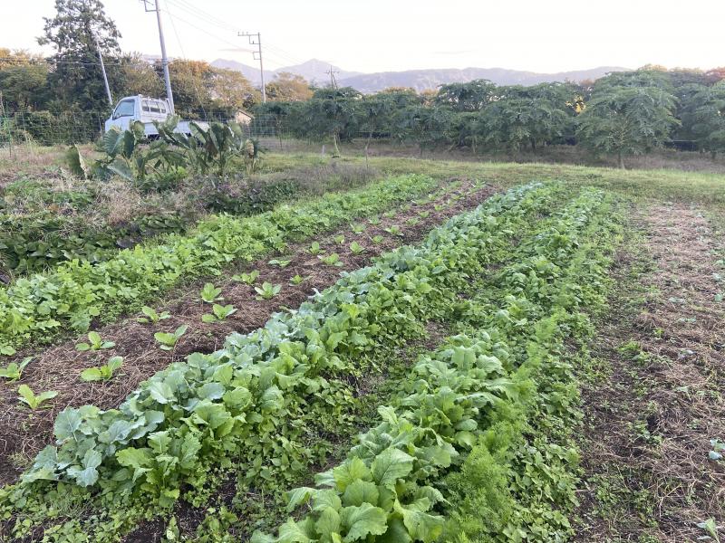 12日早朝、城山の野菜畑にて