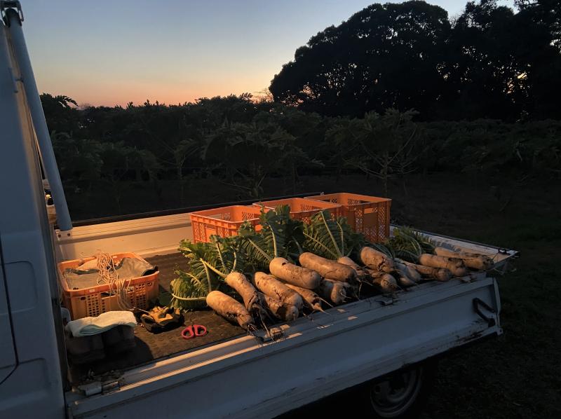 夜明け前の畑にて、ダイコンの収穫作業