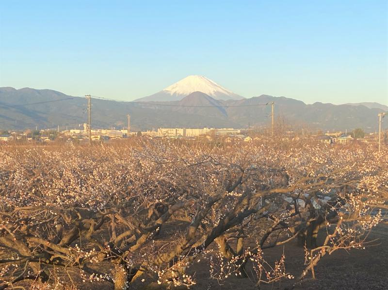 曽我の里から、十郎の梅林の向こうに富士山を望む