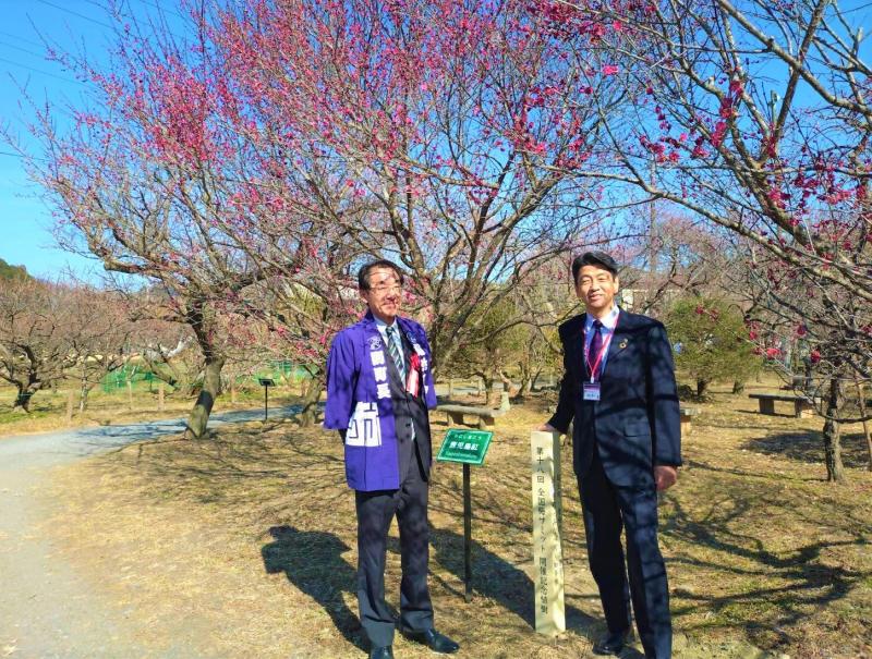 13年前に植樹した紅梅は、立派に成長していました